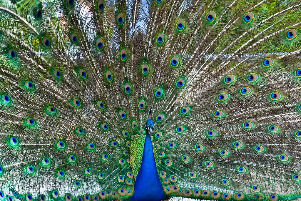 Flared Male Peacock Smithsonian Photo Contest Smithsonian Magazine
