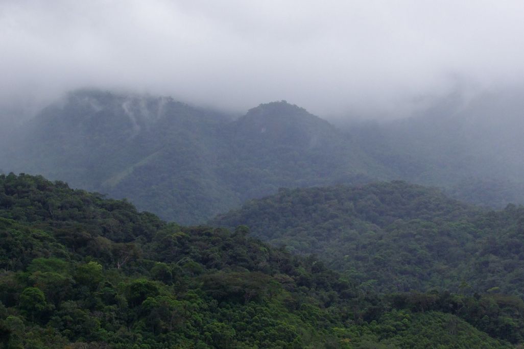 Brazil's Atlantic Forest 