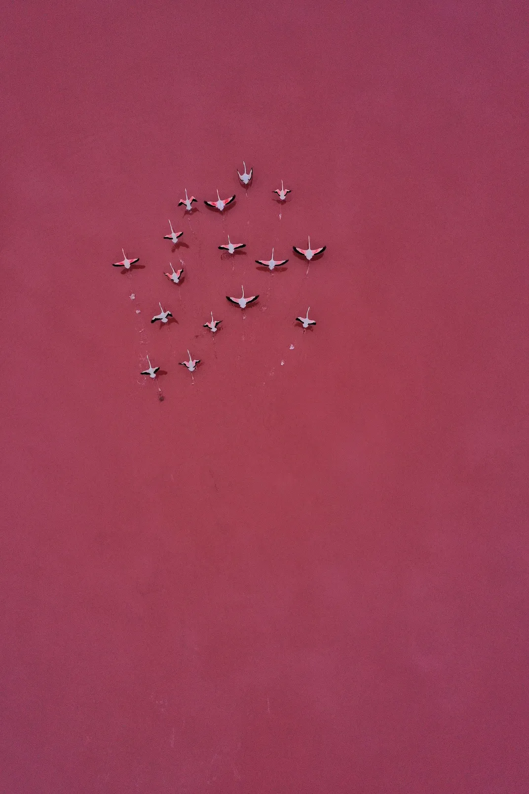 a flock of flamingos flies toward the top of the frame above a pink lake, making a solid background