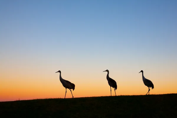 Sandhill Silhouettes thumbnail