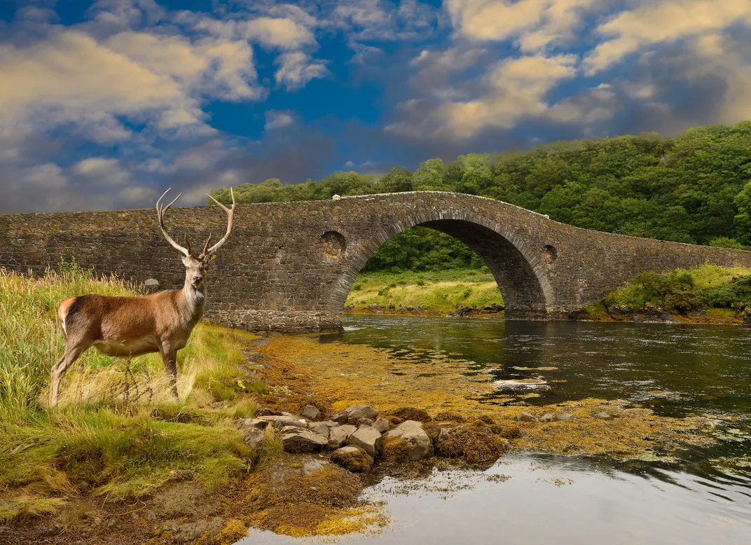 Red stag deer of Scotland