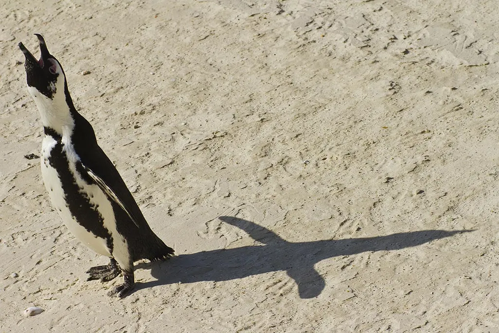 African penguin calling