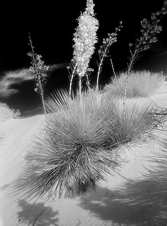 Yucca Plant, White Sands, New Mexico thumbnail