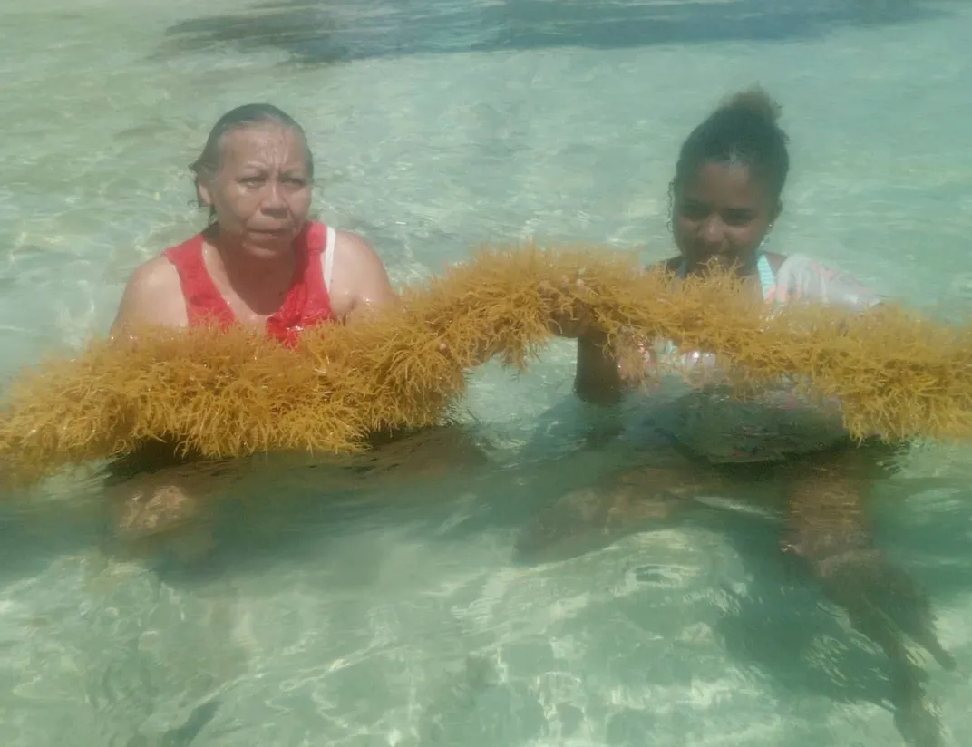 Two people hold up a strand of seaweed while swimming.