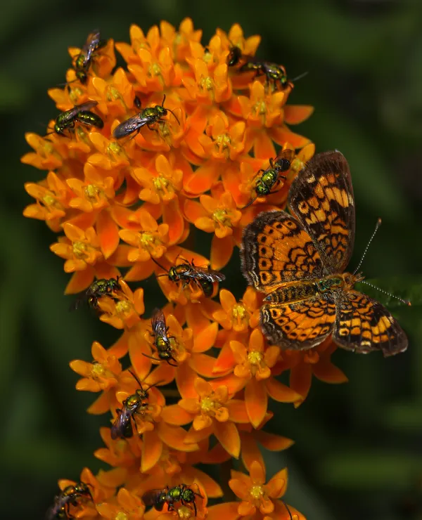 A Crescent Pearl Butterfly and Green Sweat Bees feast on Butterfly Milkweed nectar. thumbnail