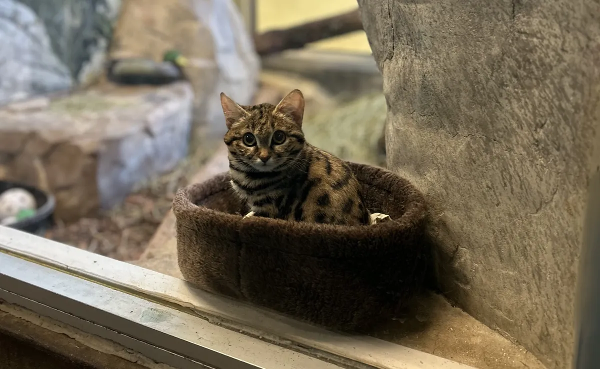 ブランド雑貨総合 See the Zoo Utah a at Cat Deadly—Black-Footed 'Adorable'—and ロッド