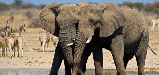 Large African Elephant. Bull feeding along the edge of