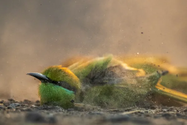 Dusty bath thumbnail