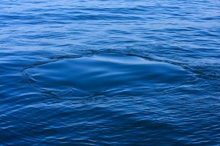  A "flukeprint" is a patch of calm water on the surface created when a whale flaps its tail as it cruises along just out of sight.
