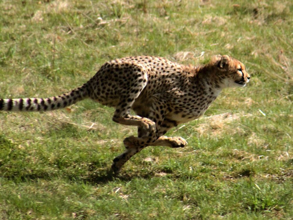 Cheetah