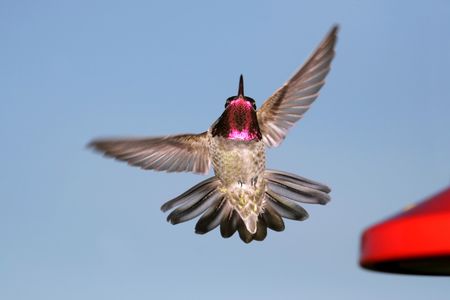 The Anna’s hummingbird is one of many species of birds that attract females with sounds generated by their feathers.