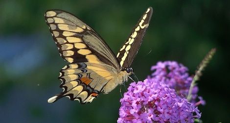 The giant swallowtail