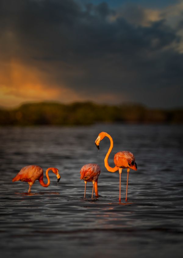Golden Hour Flamingos thumbnail