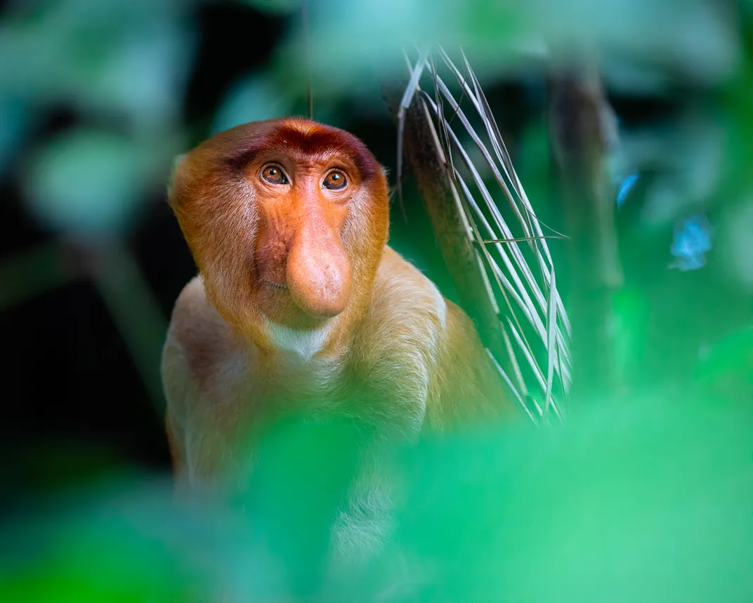 Proboscis monkeys
