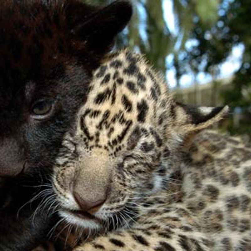 Why Are Black Leopards So Rare?, Science