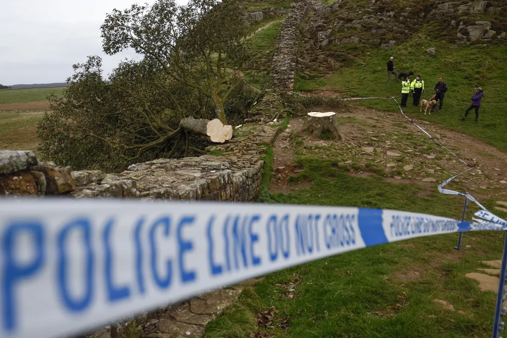 Police tape in front of chopped down tree