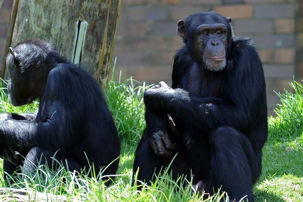 Two chimpanzees sit in a grassy area.