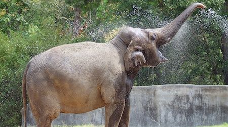 Bozie will go into quarantine for a minimum of 30 days upon her arrival at the National Zoo, per standard procedure. An expert team of elephant keepers, nutritionists and veterinarians will care for her. Following quarantine, Zoo staff will begin the process of introducing her to females Ambika and Shanthi and male Kandula.