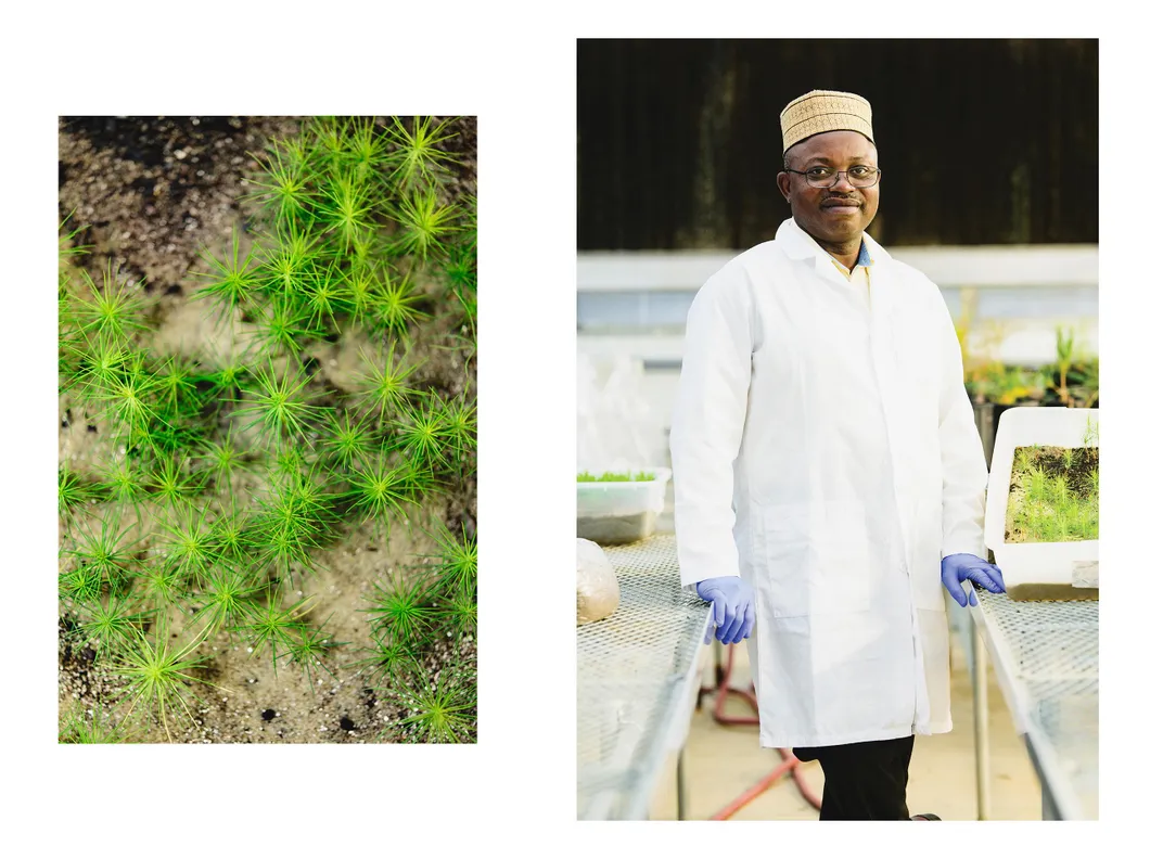 Right, Omoanghe S. Isikhuemhen. Left, pine seedlings