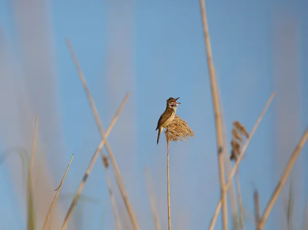 Singing Reed Warbler thumbnail