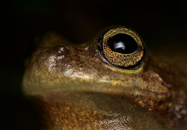 Close up of a frog eye thumbnail