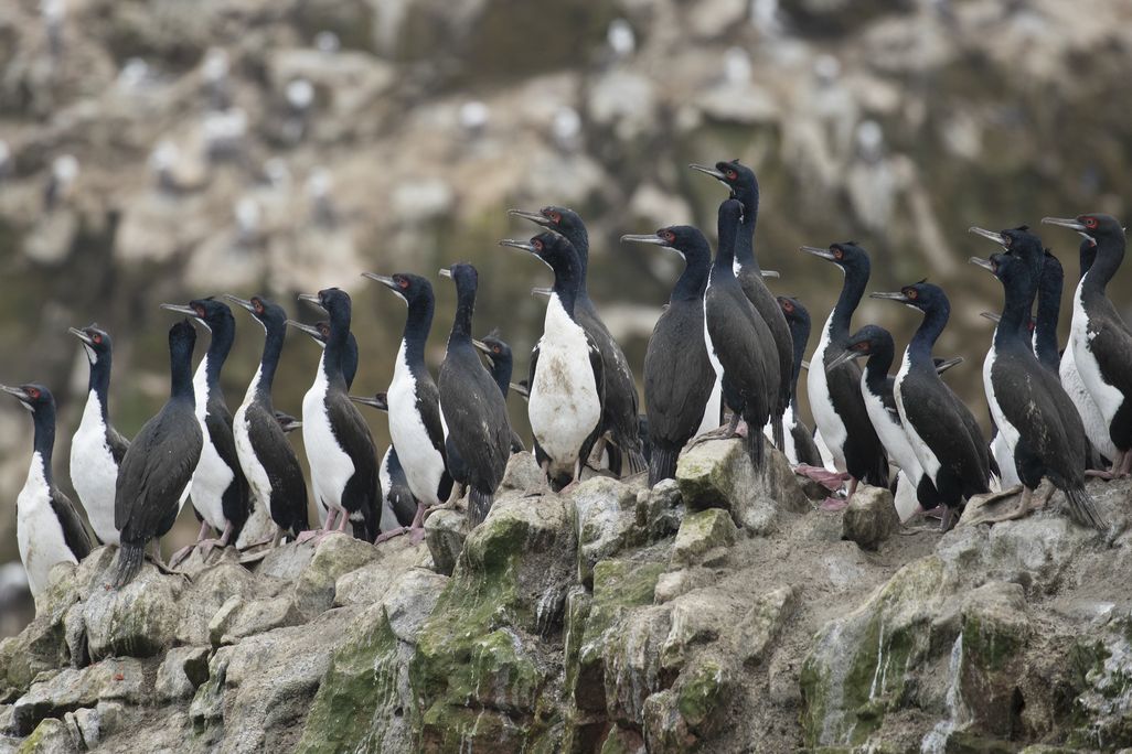 Guanay cormorants on the Ballestas Islands