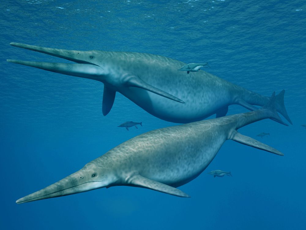 Ichthyosaur