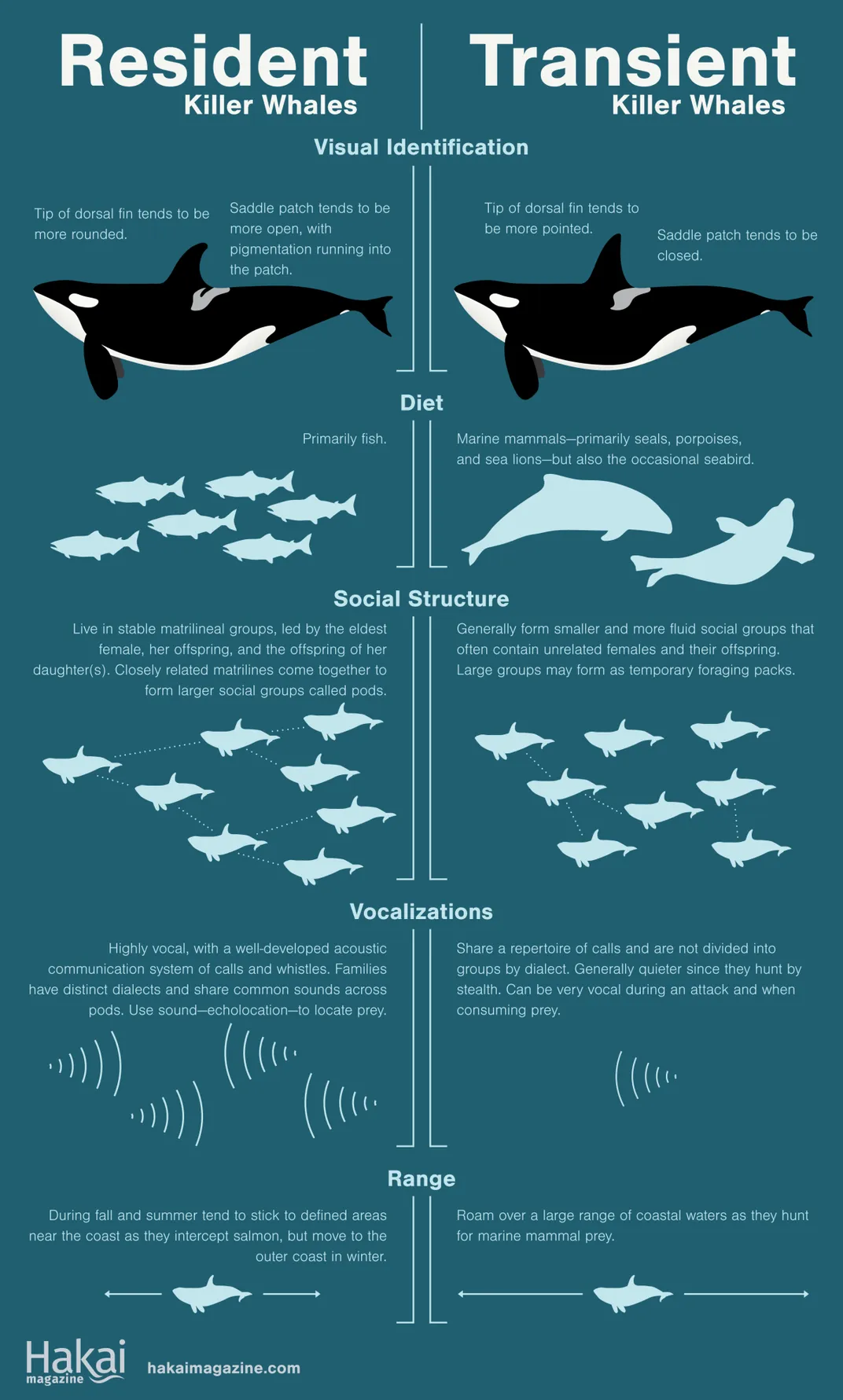 Killer Whale Reproductive System