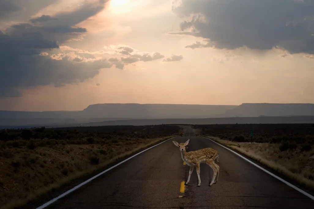 deer-in-road.jpg
