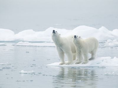巡航挪威北極:冰川，浮冰和北極熊描述