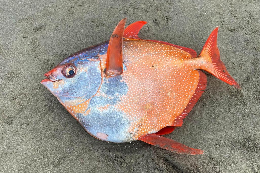 opah or moonfish