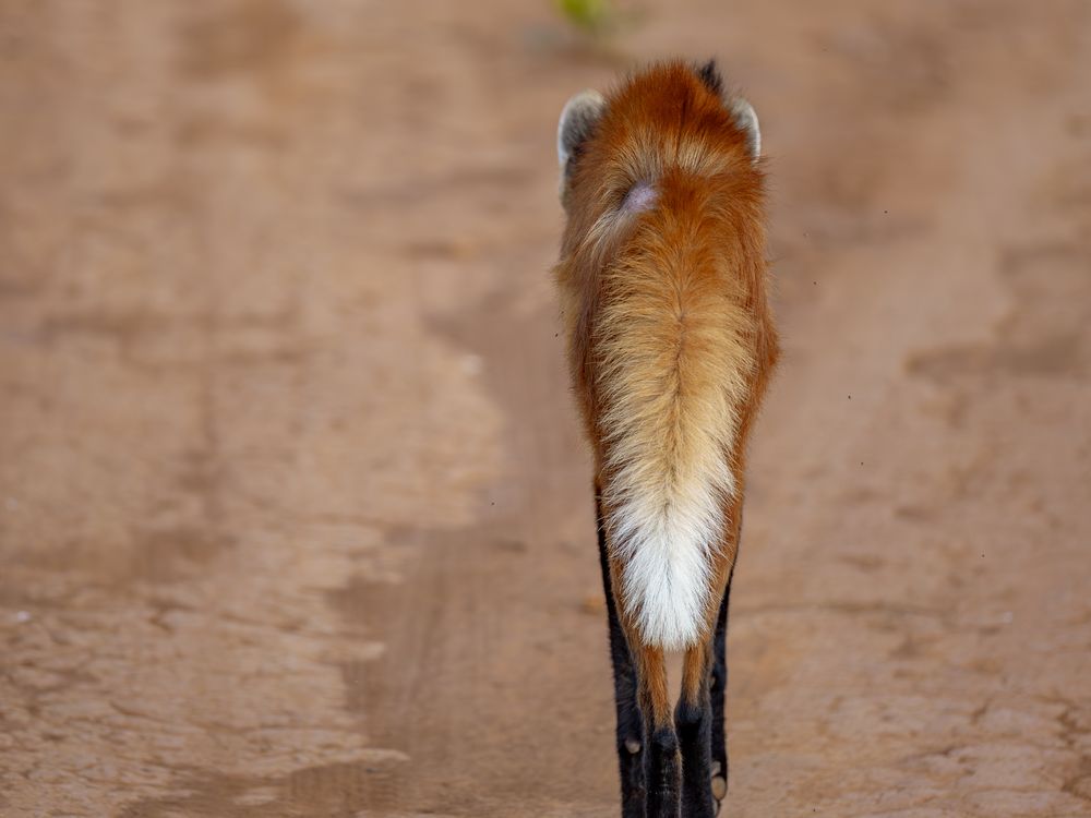 Gradient Tail | Smithsonian Photo Contest | Smithsonian Magazine