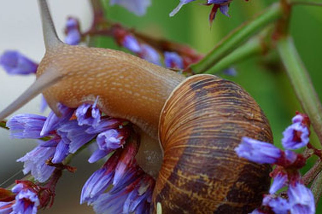 20120326093040snail-mollusk-web.jpg