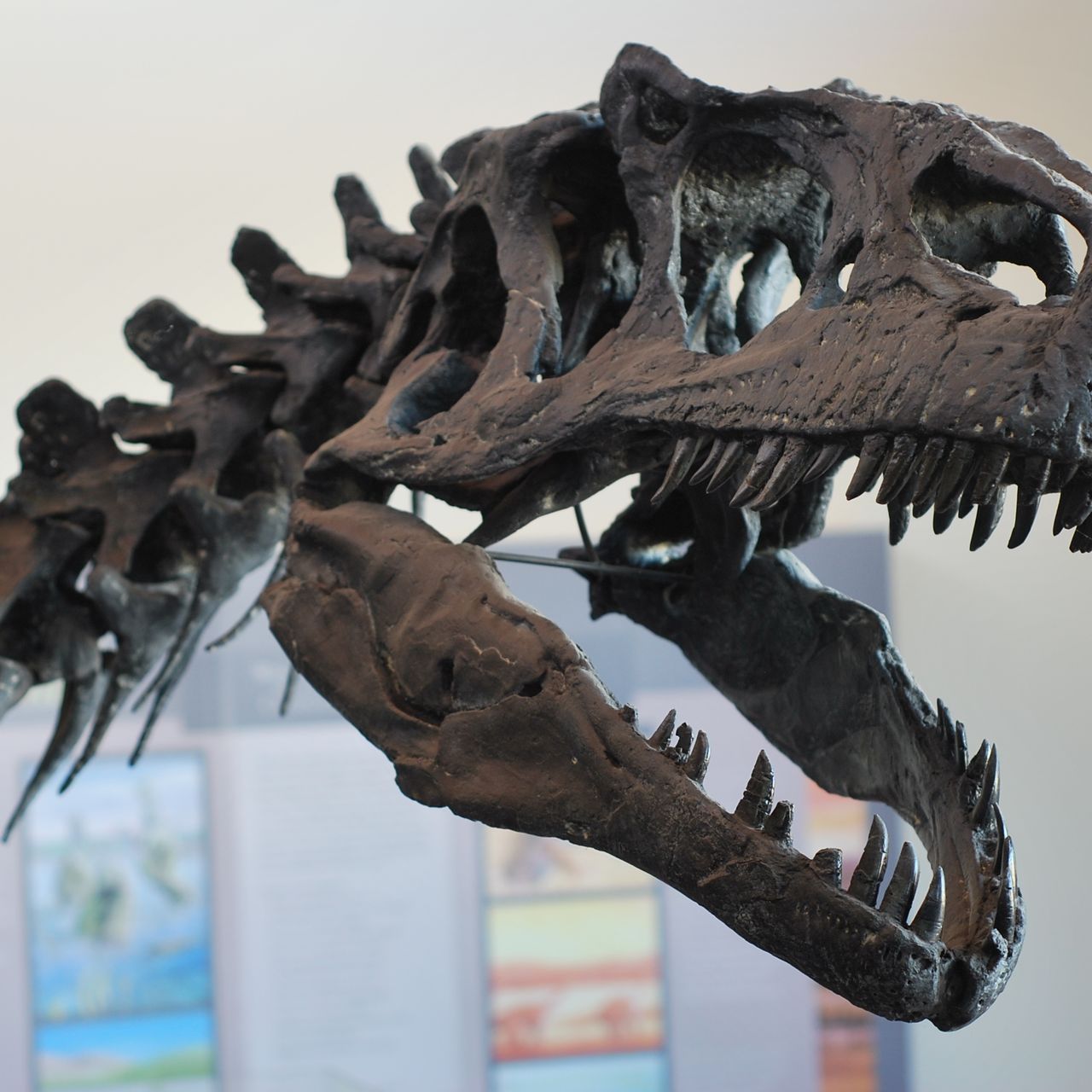 Favorite lesser known feature of a well known species? : r/Paleontology, image size:1280x1280