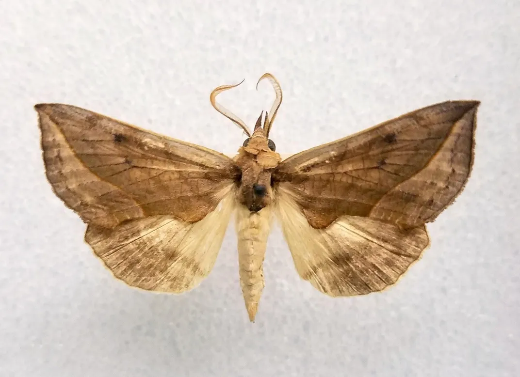 Preserved brown and beige vampite moth on white background