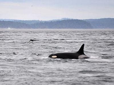 J2, better known as "Granny," was the oldest-known living orca.