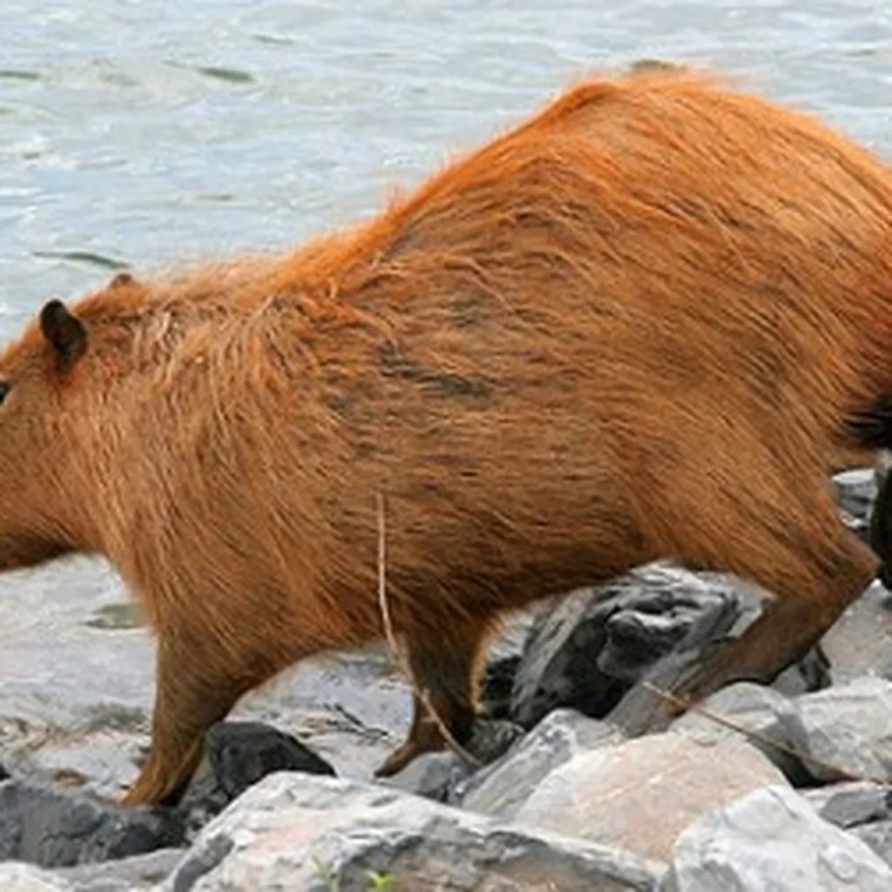 Wild Capybara In Usa