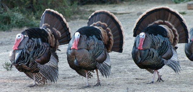 Wild turkeys
