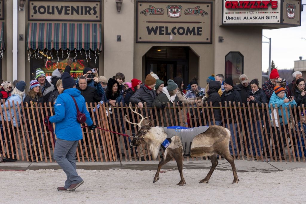 reindeer at Running of the Reindeer 2025