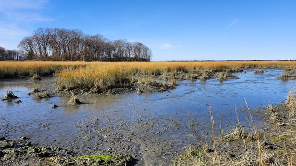 The salt marsh at Caumsett State Park during low tide. thumbnail