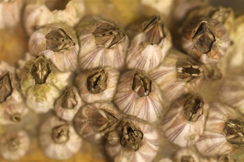 Acorn barnacles, resembling pucker-like balls with purplish-brown stripes, in dense clumps