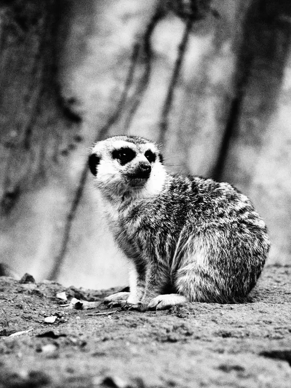 The distant mongoose thumbnail