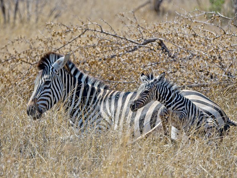 Zebra Birth Smithsonian Photo Contest Smithsonian Magazine