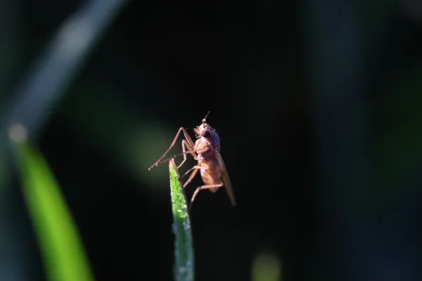 A Tiny Bug thumbnail