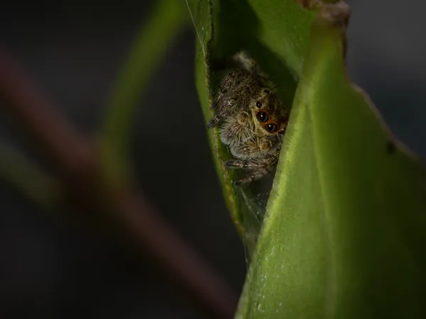 Cozy Leaf Home thumbnail