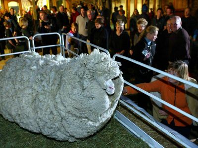 Shrek the sheep (seen here in 2004) held the record for wooliest sheep