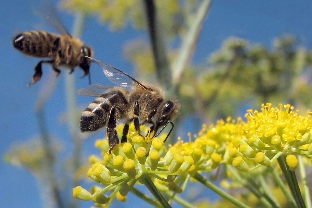 20130924092028bees.jpg