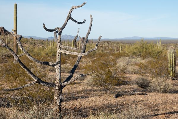 Desert skeleton in the cactus forest of Organ Pipe Cactus National Monument thumbnail