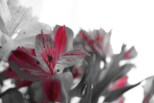 Reduced Saturation Flowers thumbnail