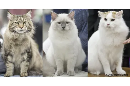 The team studied heritability of behavioral traits in three breeds: Maine Coon, Ragdoll and Turkish Van
